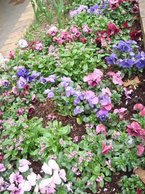 Viola et myosotis